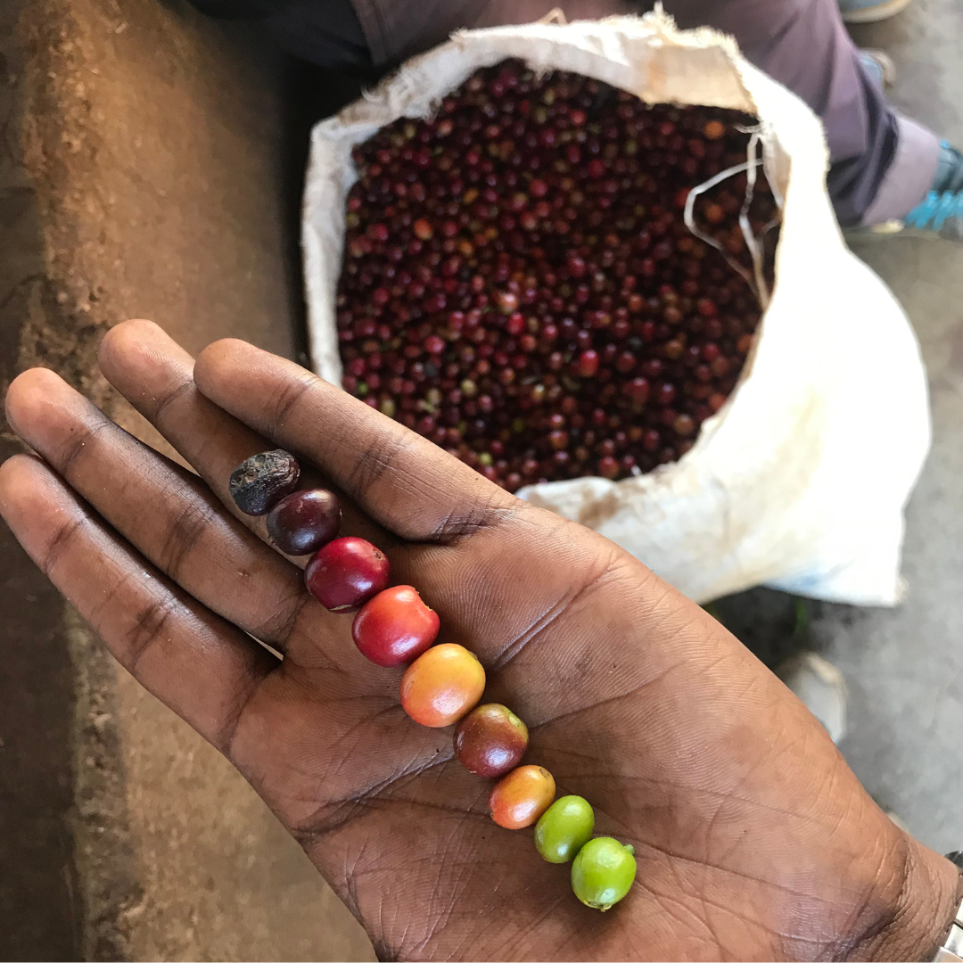 WEB 限定 JUNCTION コーヒーセット【ポスト便】3種類 おまかせセレクト