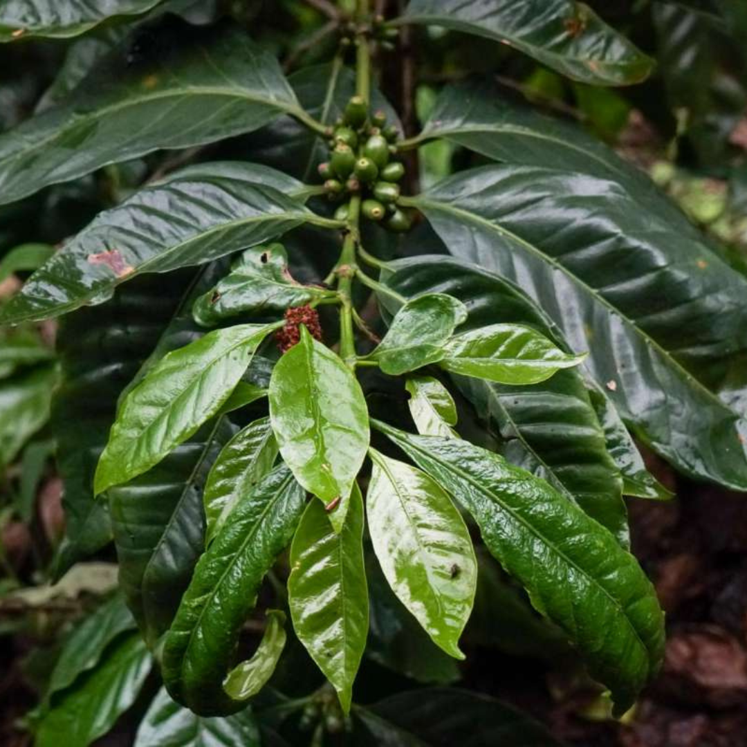 EL SALVADOR Don Jaime 【浅煎り】 200g