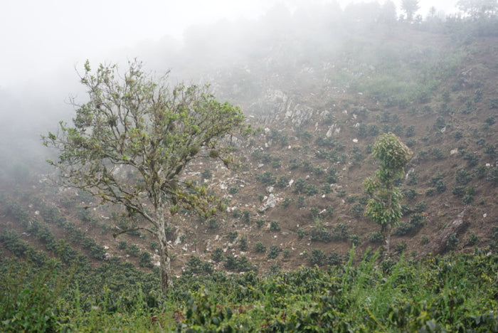 HONDURAS Finca Cruz Grande【中煎り】200g