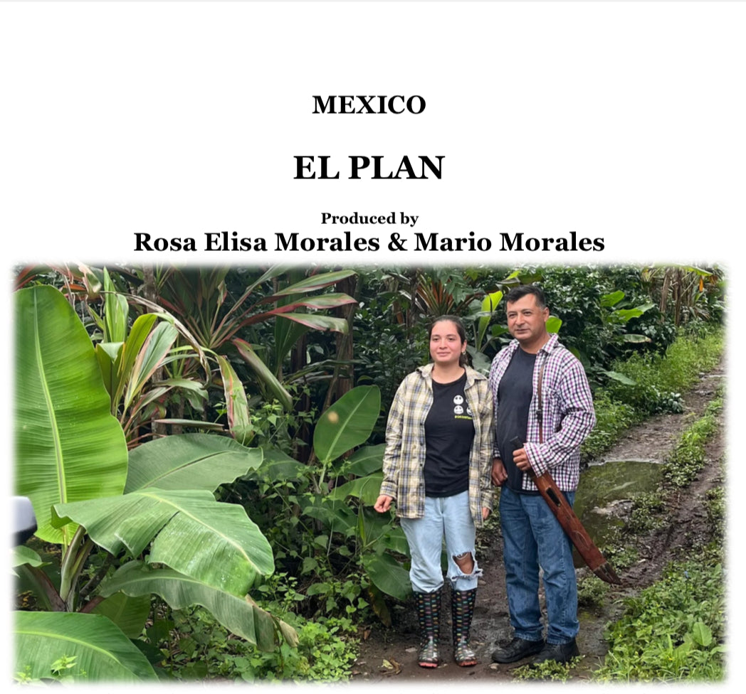 【数量限定】 MEXICO GEISHA EL PLAN 【浅煎り】100g