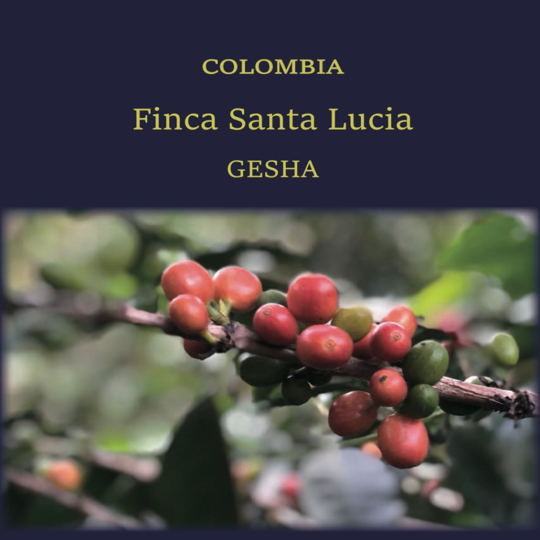 COLOMBIA GESHA Finca Santa Lucia【浅煎り】120 g