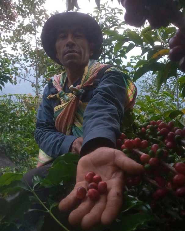 【限定 COE】PERU　COE４th　PEDREGAL　100g　 Cup of Excellence 2023