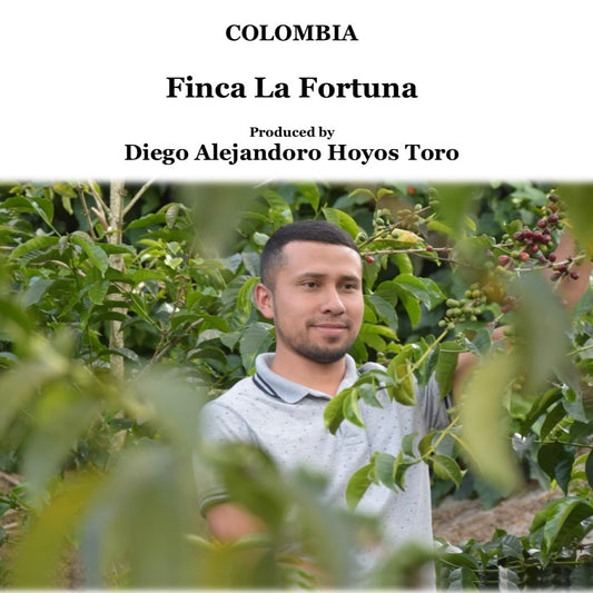 COLOMBIA　La Fortuna【浅煎り】200g ピンクブルボン種